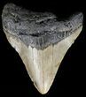 Bargain, Megalodon Tooth - North Carolina #54767-1